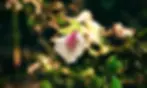 Green-Cardamom.webp