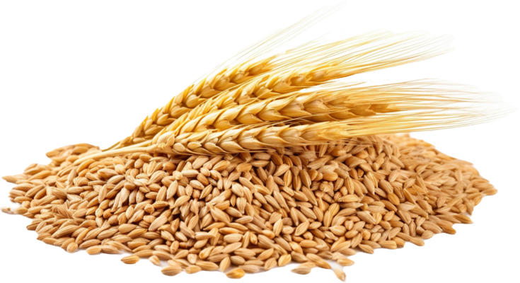 ai-generated-wheat-grains-free-png (1)_edited.png