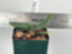 Thumbnail: HP750c Paph. NTK Fantasy