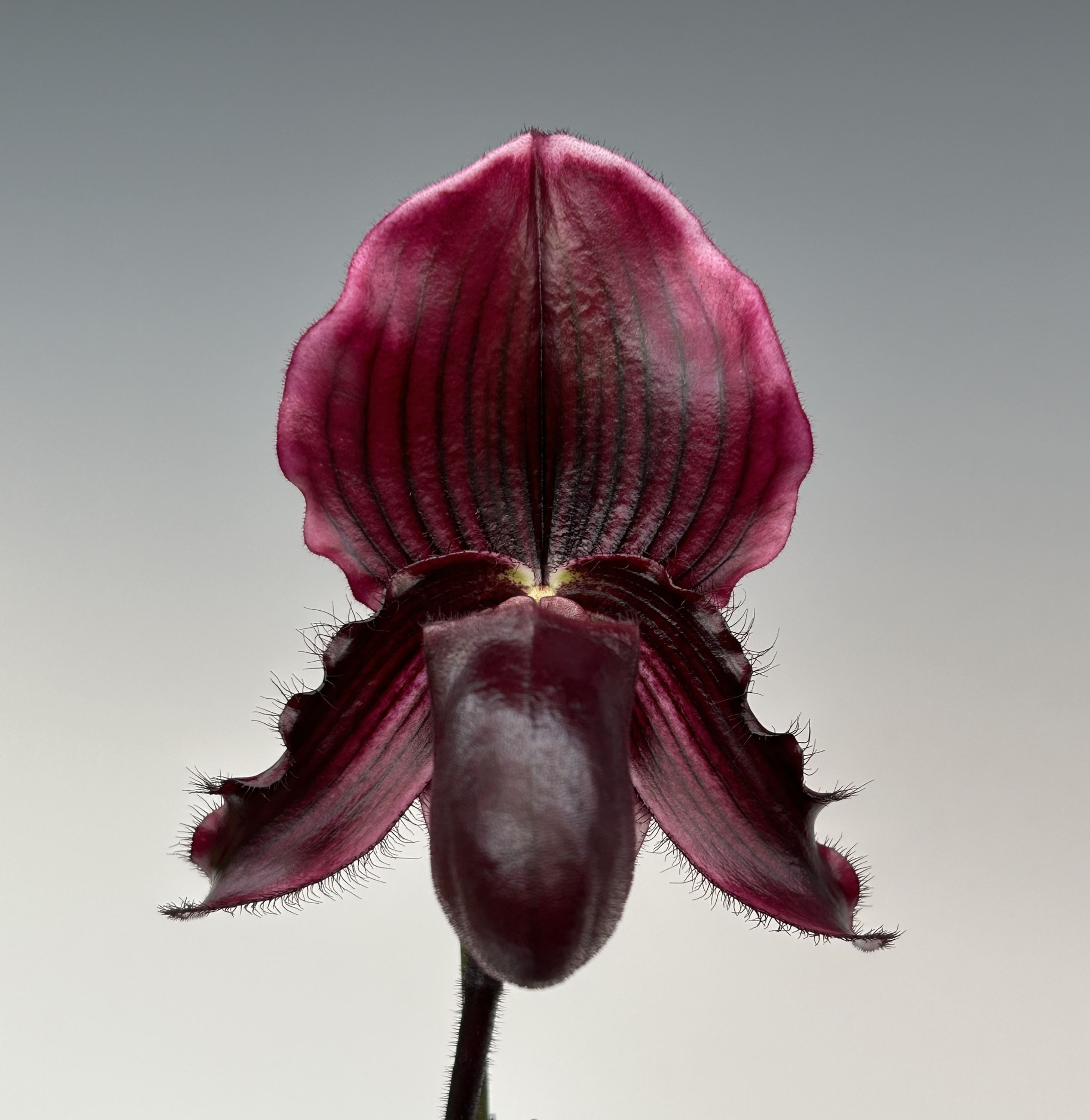 HP619 Paph. Koko Faire