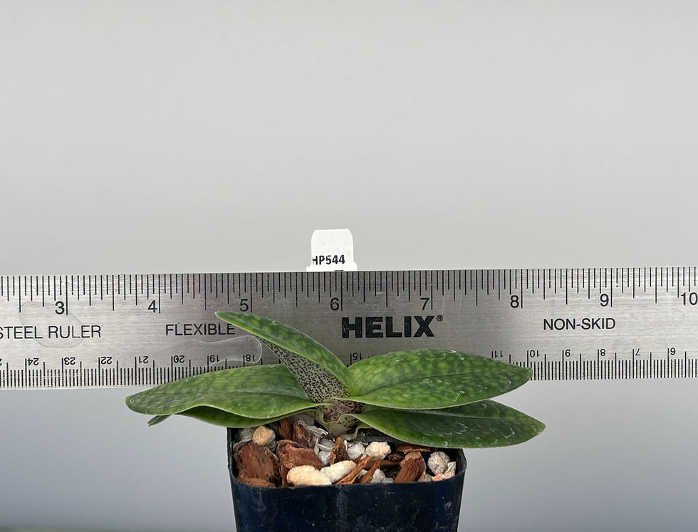 Thumbnail: HP544c Paph. Lola Bird