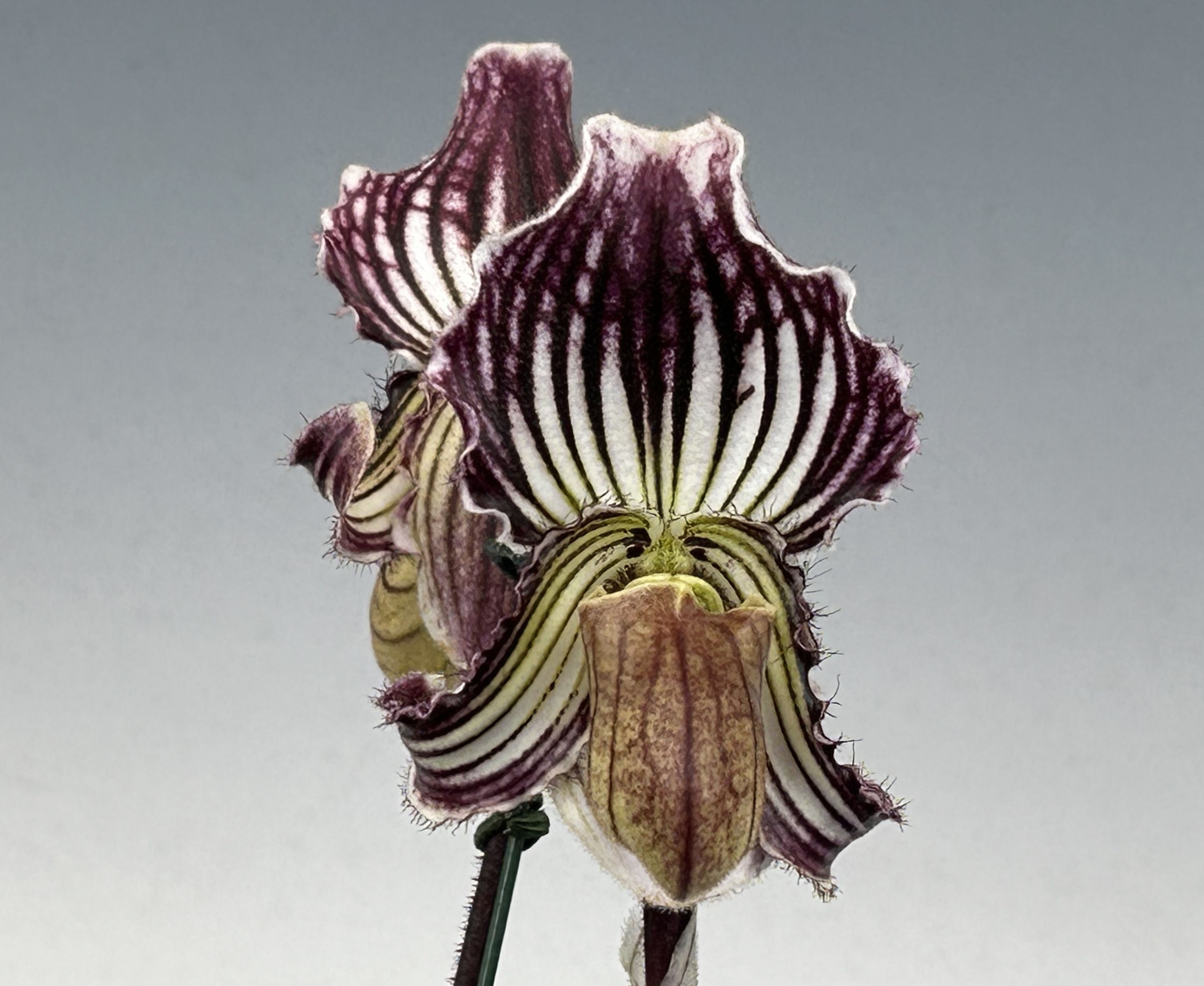 HP0102-D Paph. fairrieanum 'Chateau d'If'