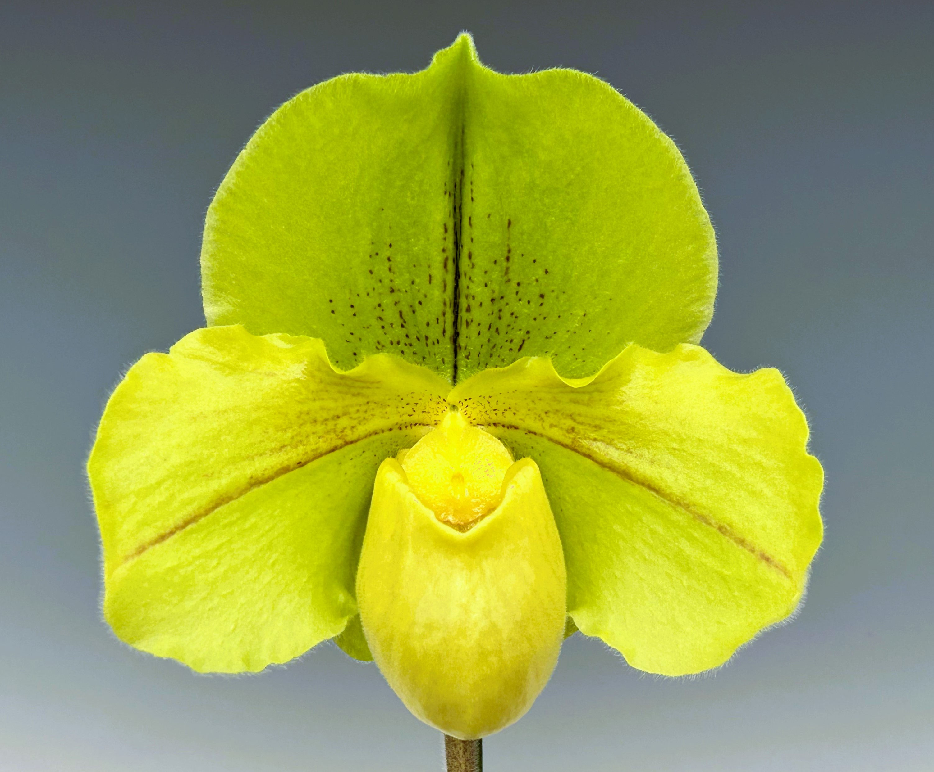 HP512c Paph. Aztec Jade