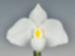 Thumbnail: HP594c Paph. delenatii alba