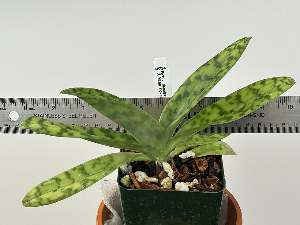 Thumbnail: HP734 Paph. Rouge Wonder