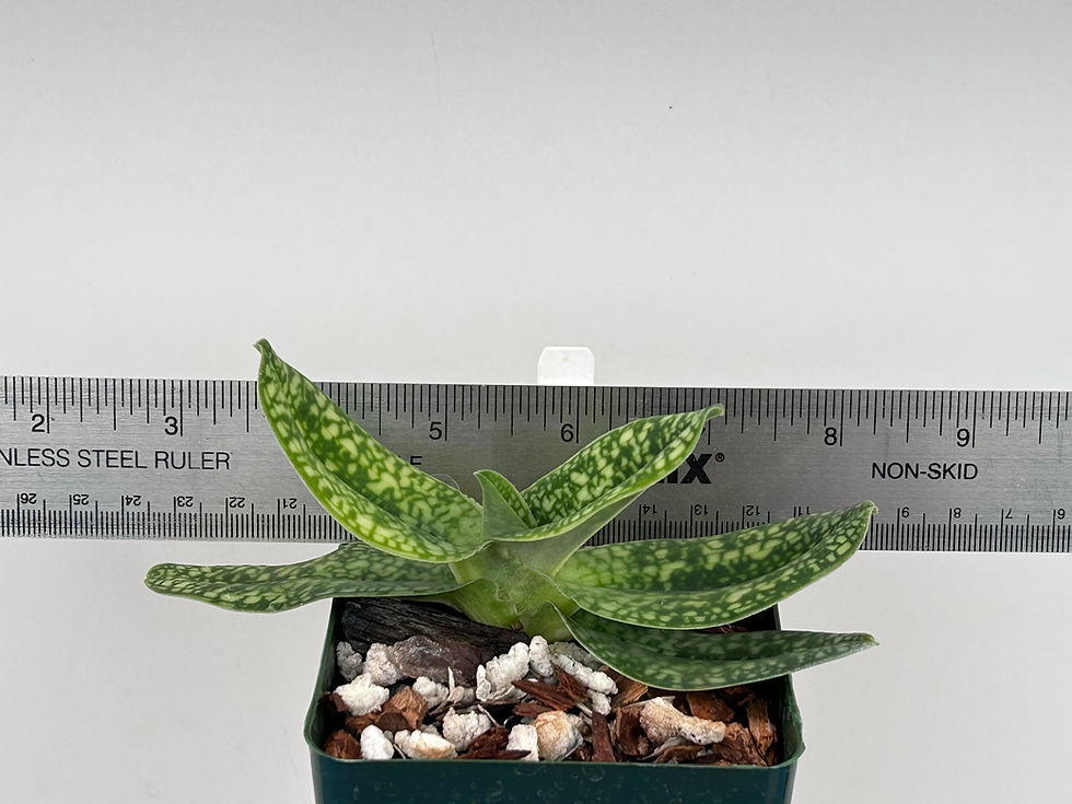 Thumbnail: HP594c Paph. delenatii alba