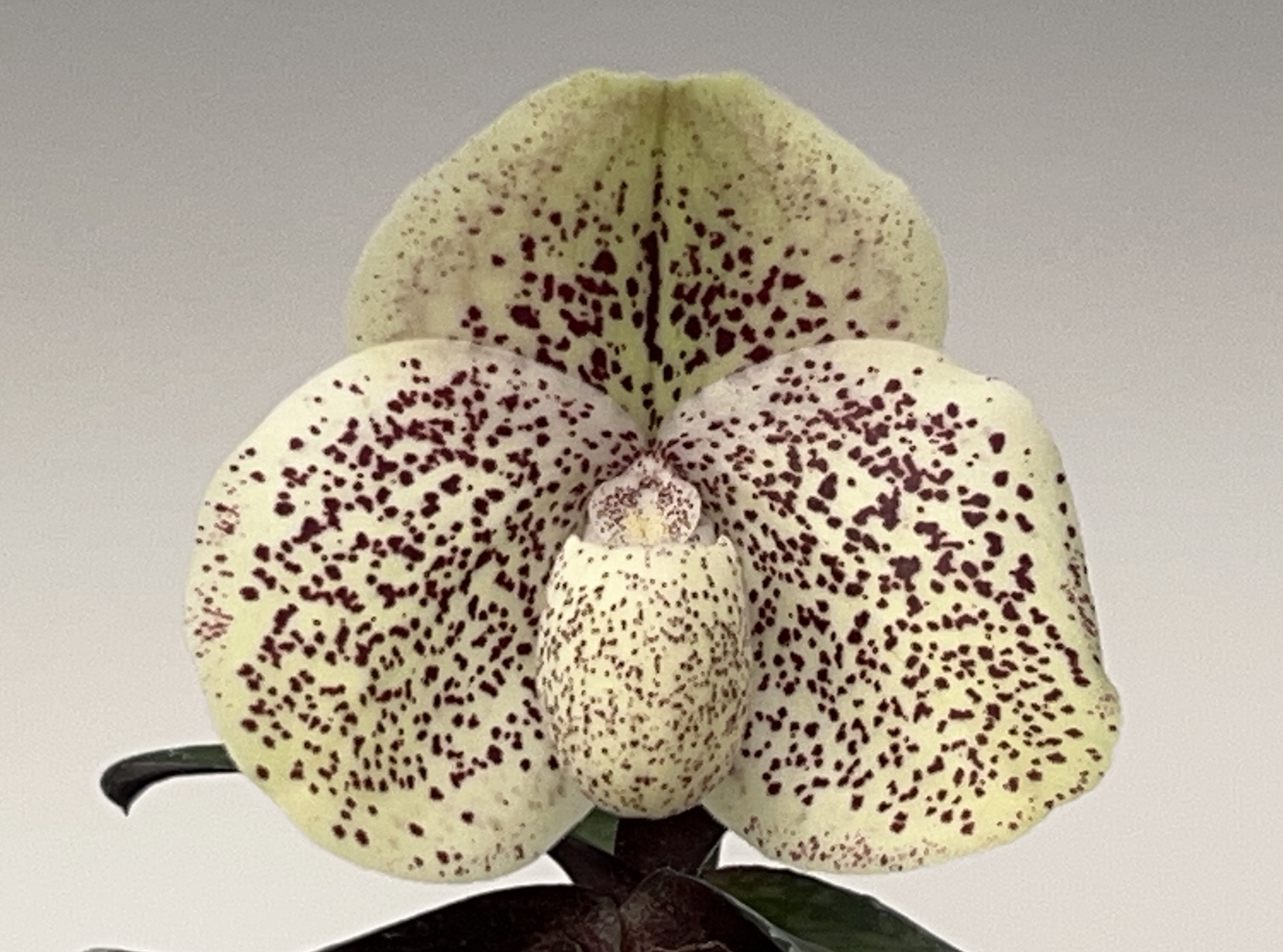 HP733c Paph. Yo-yo Tricks