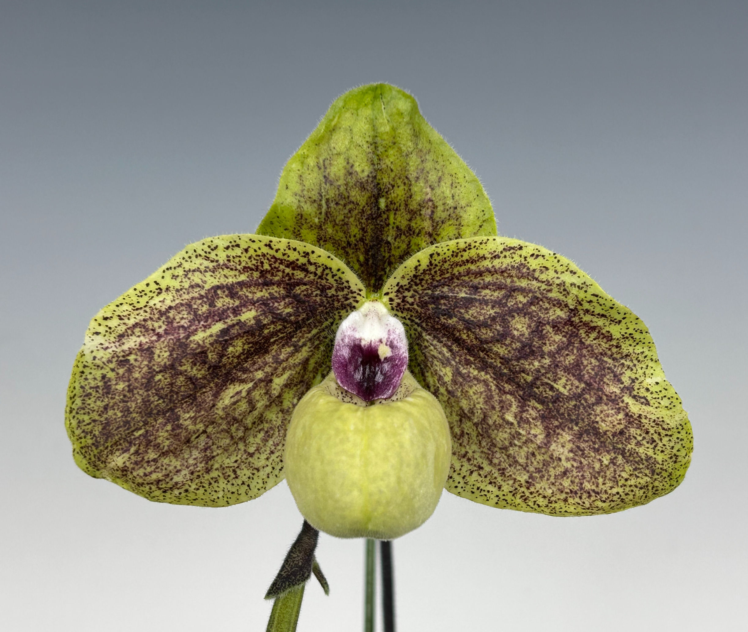 HD08 Paph. Ma Bell '031626'