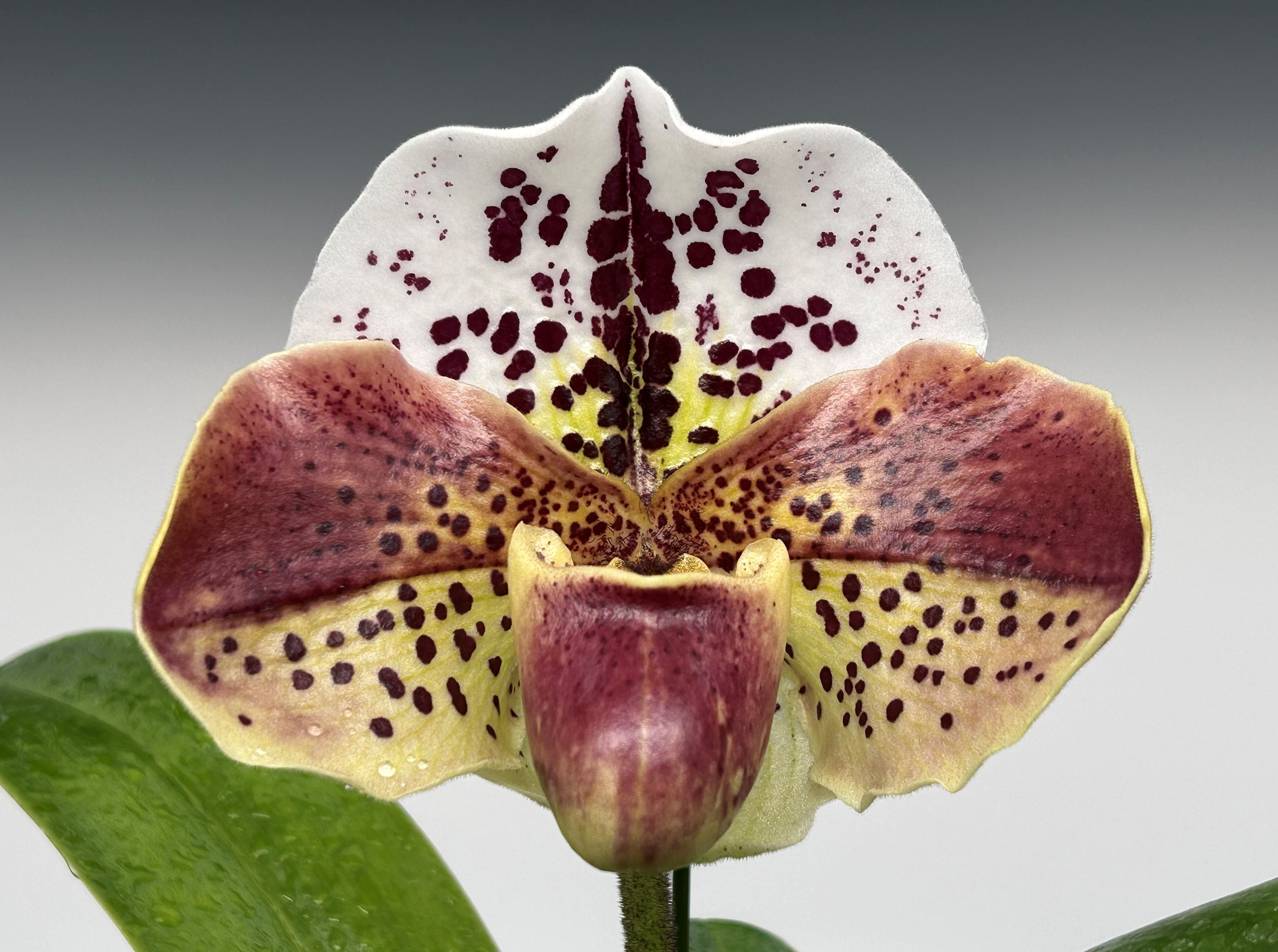 Paph. Lex Luthor 'Miss Teschmacher'