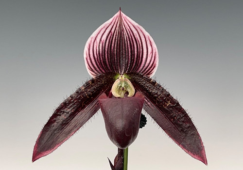 未開封PachypodiumGracilius Var.AUTUMNLEAVES 未開封PachypodiumGracilius Var.AUTUMNLEAVES 未開封