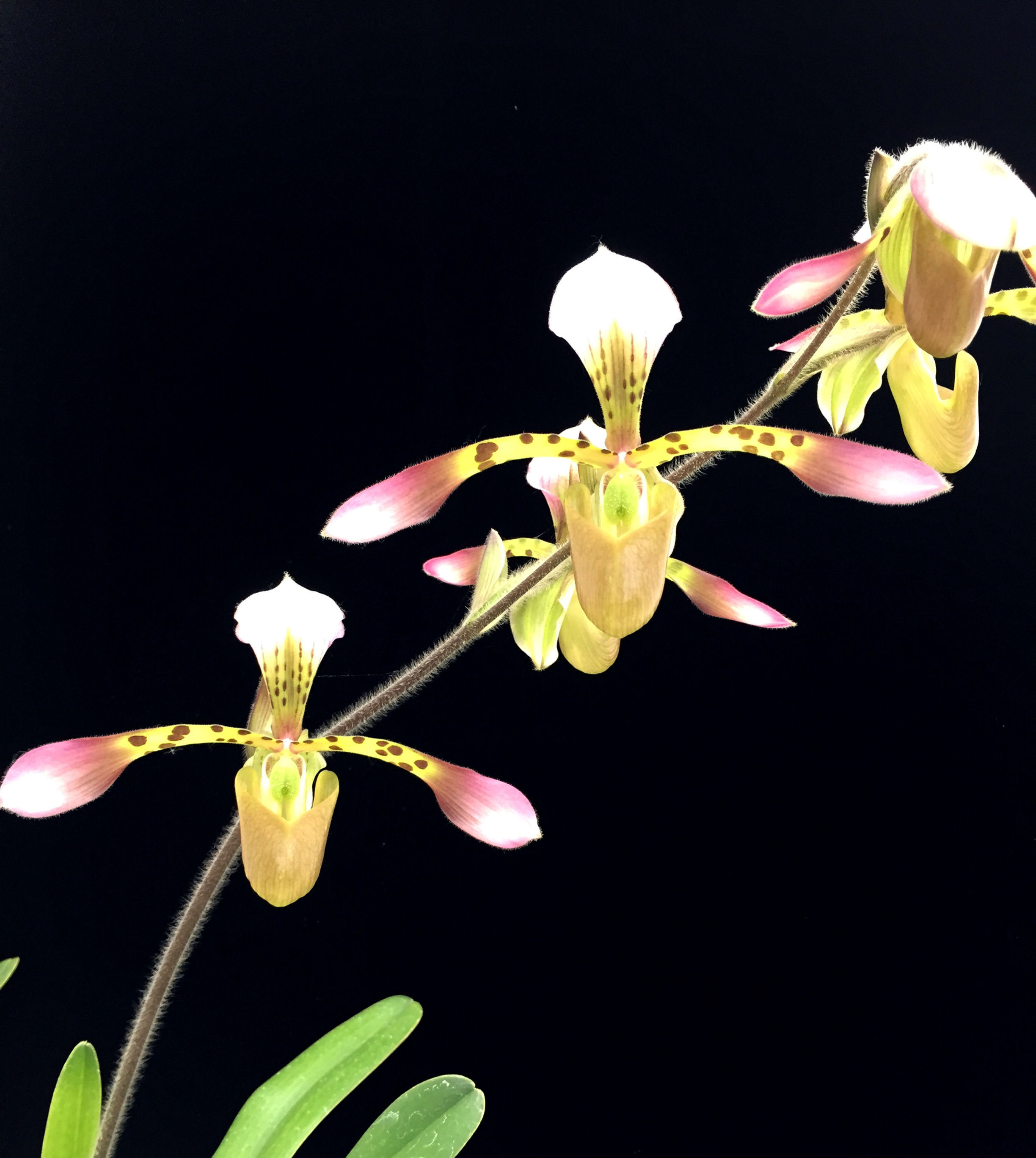 HP102Ic Paph. haynaldianum 'Pink Jewel'