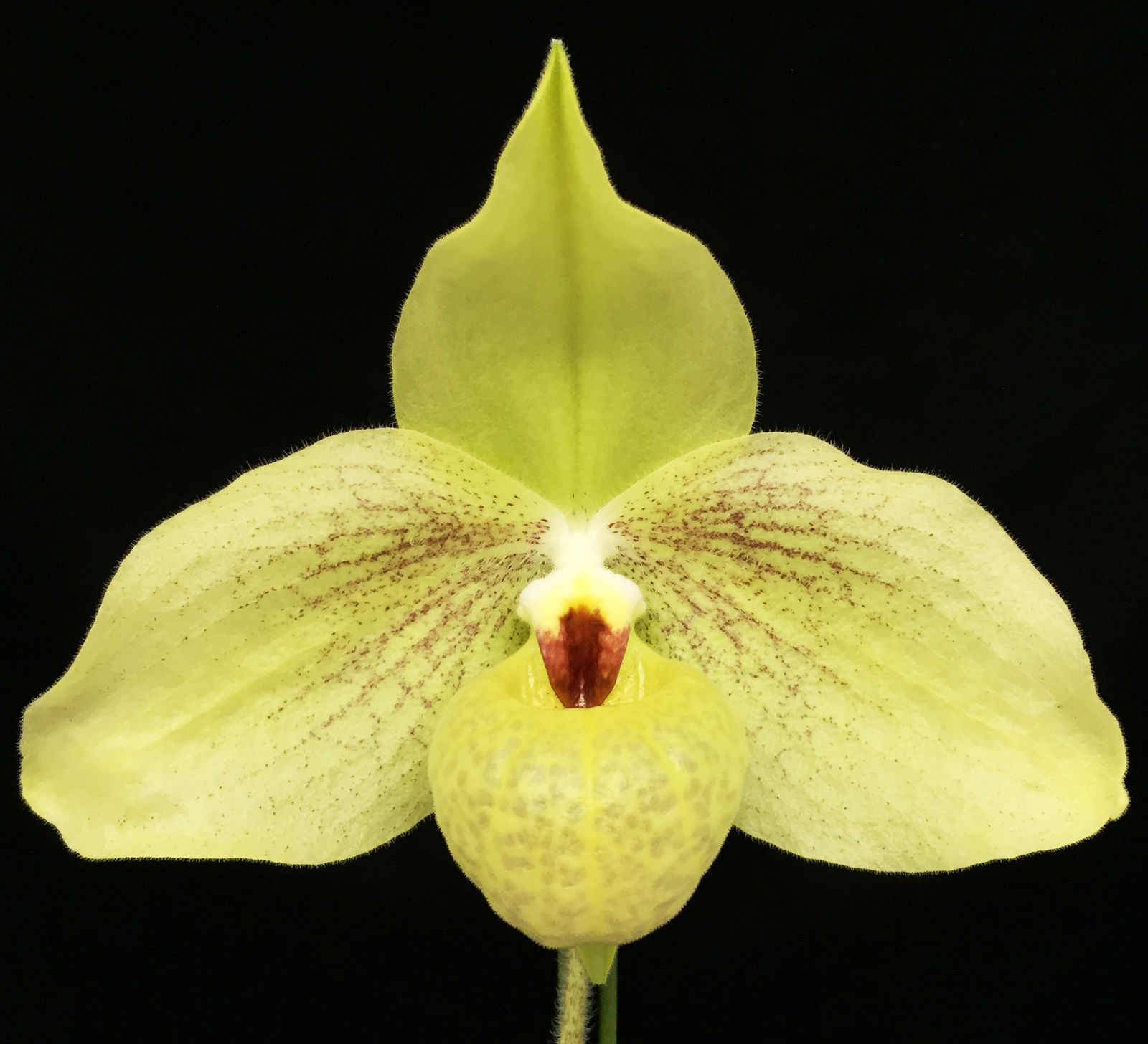 HP530c Paph. Larry Fantasy