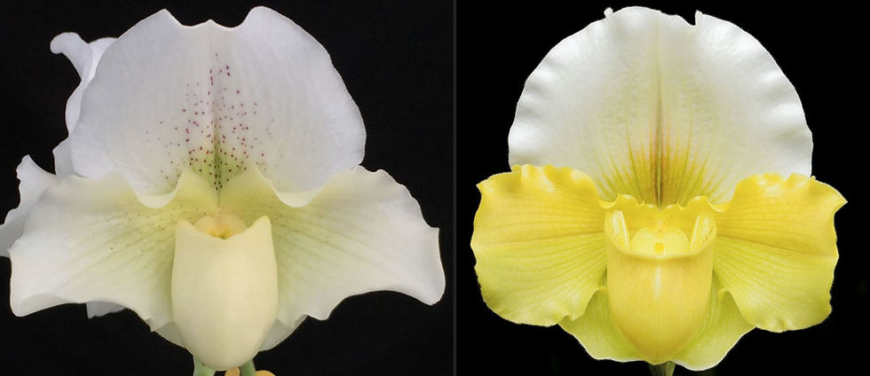 Thumbnail: HP759c Paph. White Lady x Olympic Halo