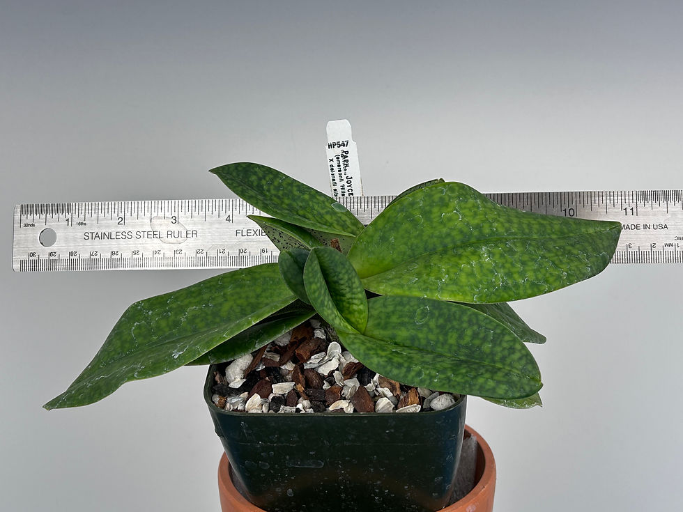 Thumbnail: HP547c Paph. Joyce Hasegawa
