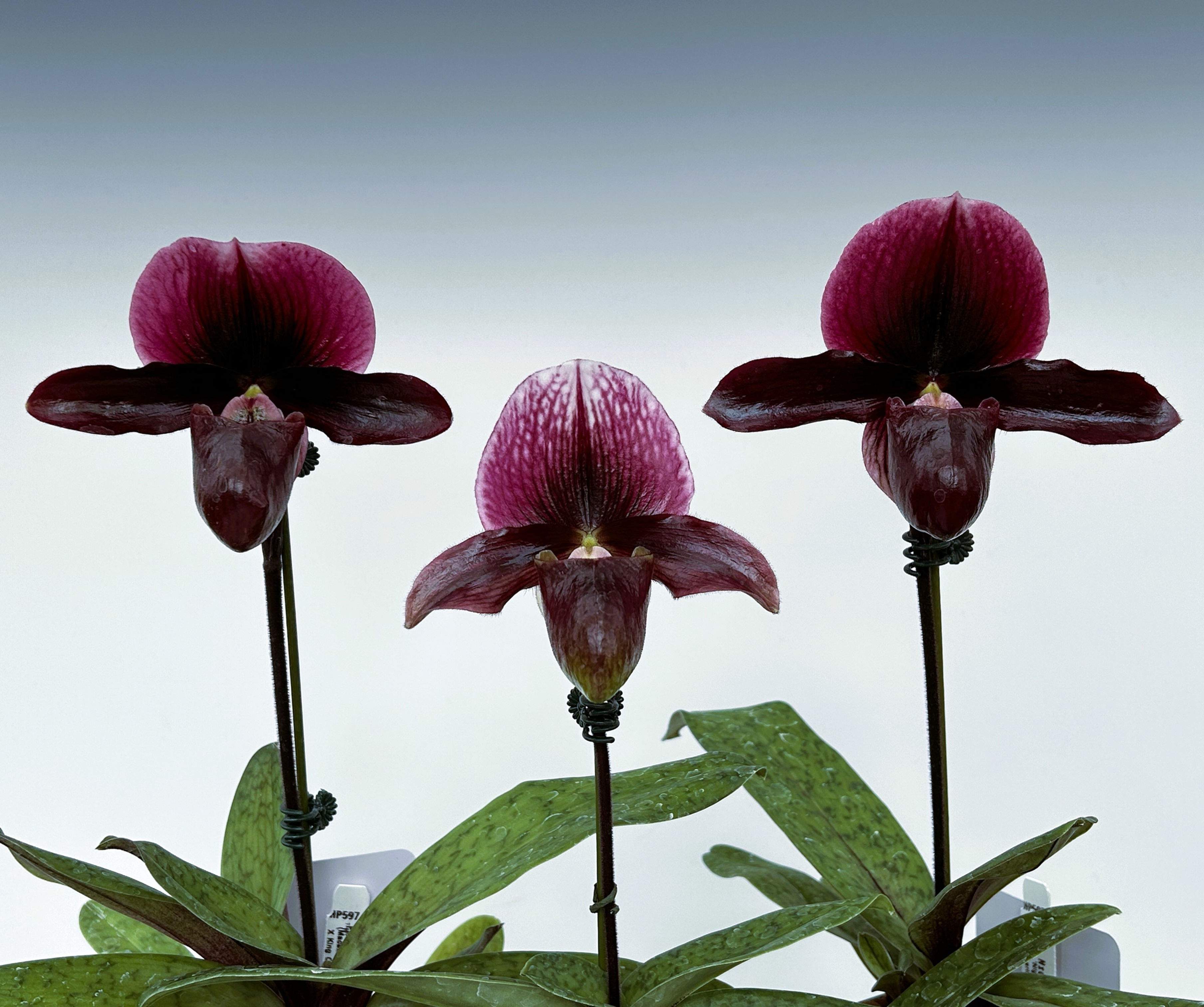 HP597 Paph. Night Song