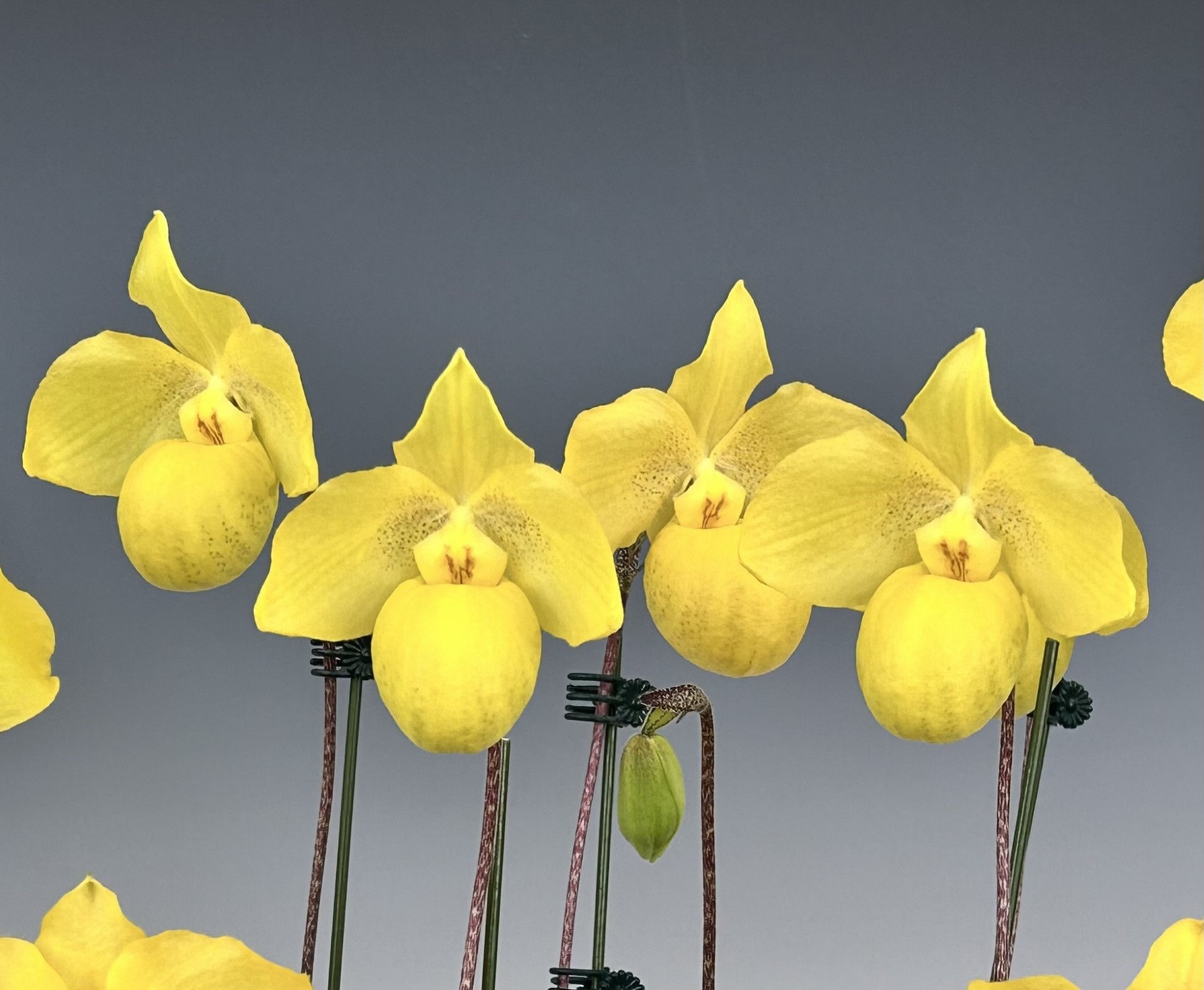 HD12 Paph. armeniacum '#1' - Select Plant