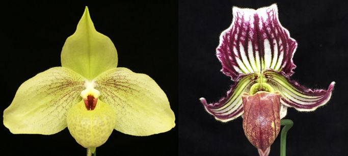 HP805c Paph. Mem. Larry Heuer x fairrieanum
