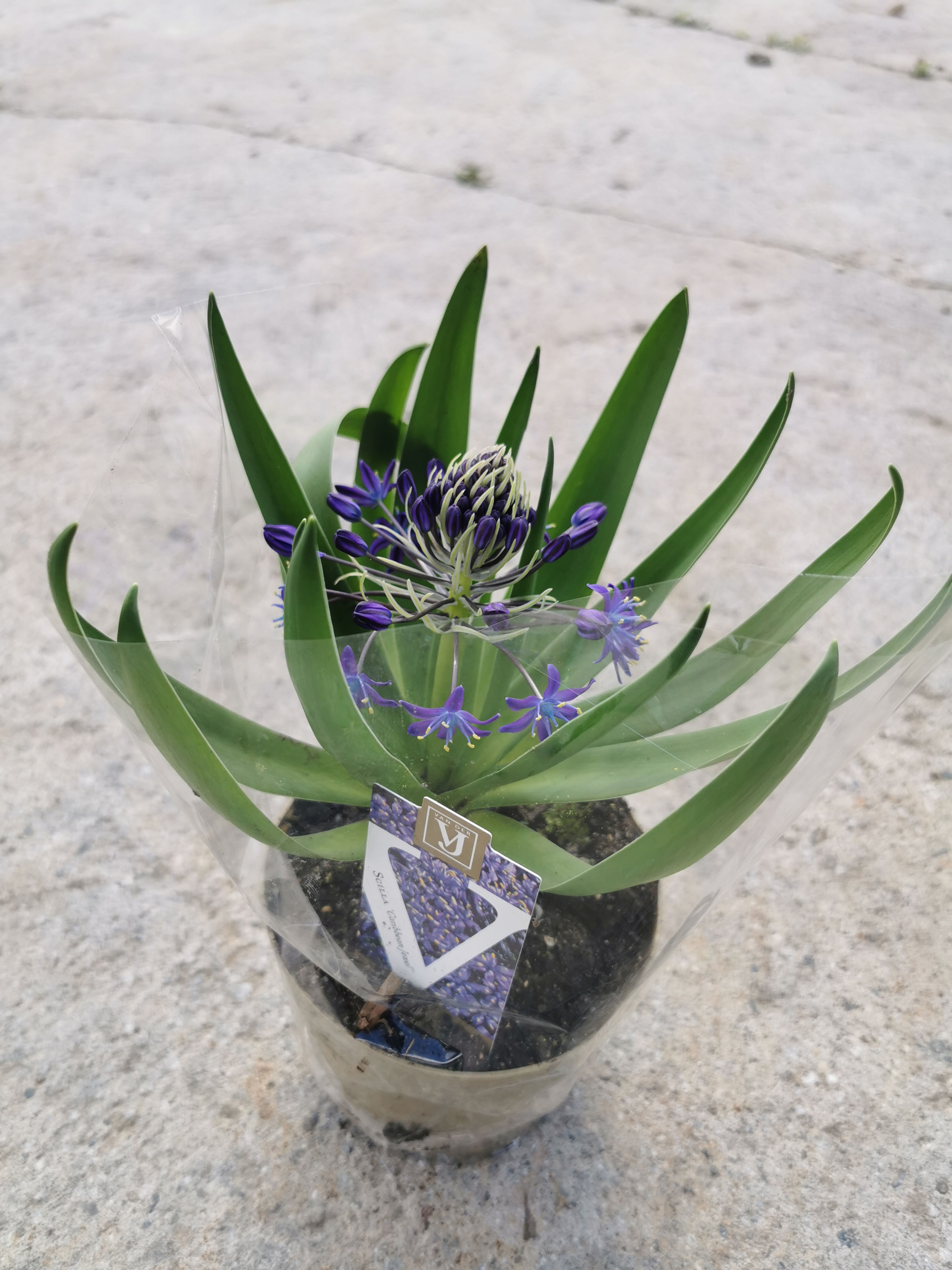 Scilla car jewel blue