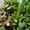 Miniature : Mix de crassula