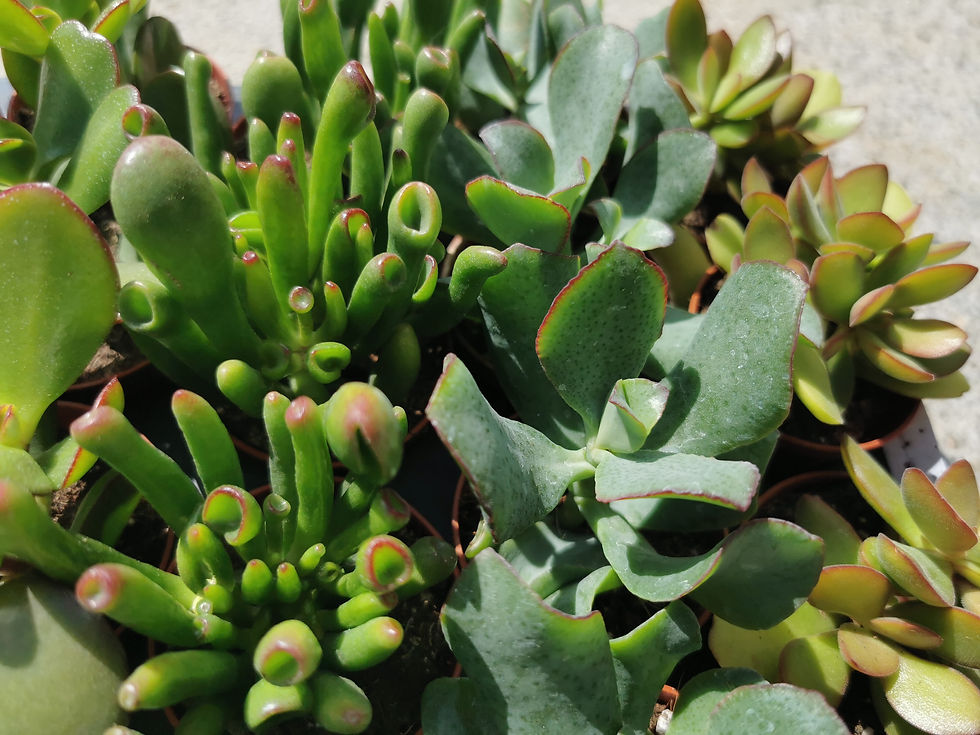 Miniature : Mix de crassula