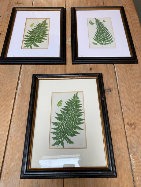 HCB60 Fern Print Series