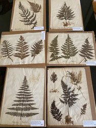 AHS069 Herbarium Series