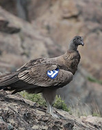 Condor-Ayni-e1504006999462.jpg