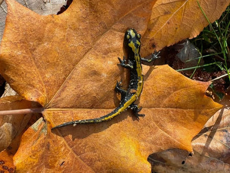 My Salamander