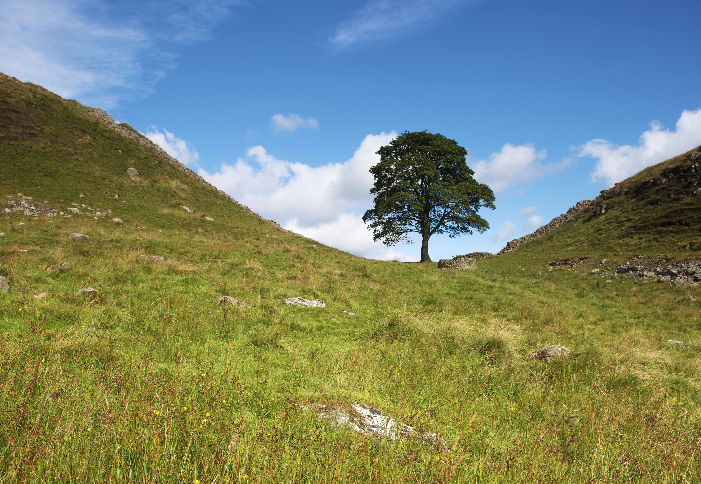 Sycamore gap