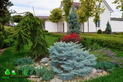 ландшафтный дизайн  ВЕГА Липецк благоустройство озеленение территории 127