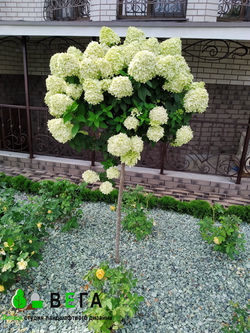 ландшафтный дизайн  ВЕГА Липецк благоустройство озелен ение территории 251