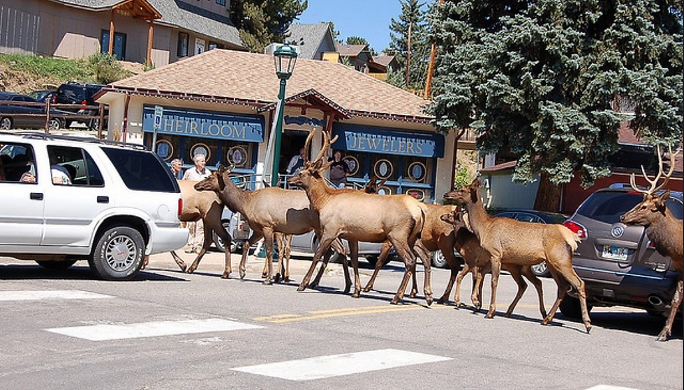 Elk cross a street in front of paused cars. A jewelry store and pine trees are in the background, with people observing the scene.