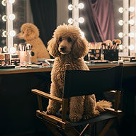 トリミングプードル専門有名