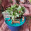 Thumbnail: Follow your Dreams - Live Fairy Garden