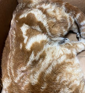 Screen Shot 2021-01-10 at 1.41.04 PM.png