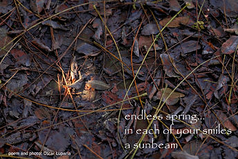 sunbeam.JPG