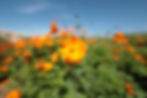 Thumbnail: Canon RF14mm F1.4 L VCM