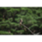 Thumbnail: Nikon NIKKOR Z 600mm f/4 TC VR S Lens