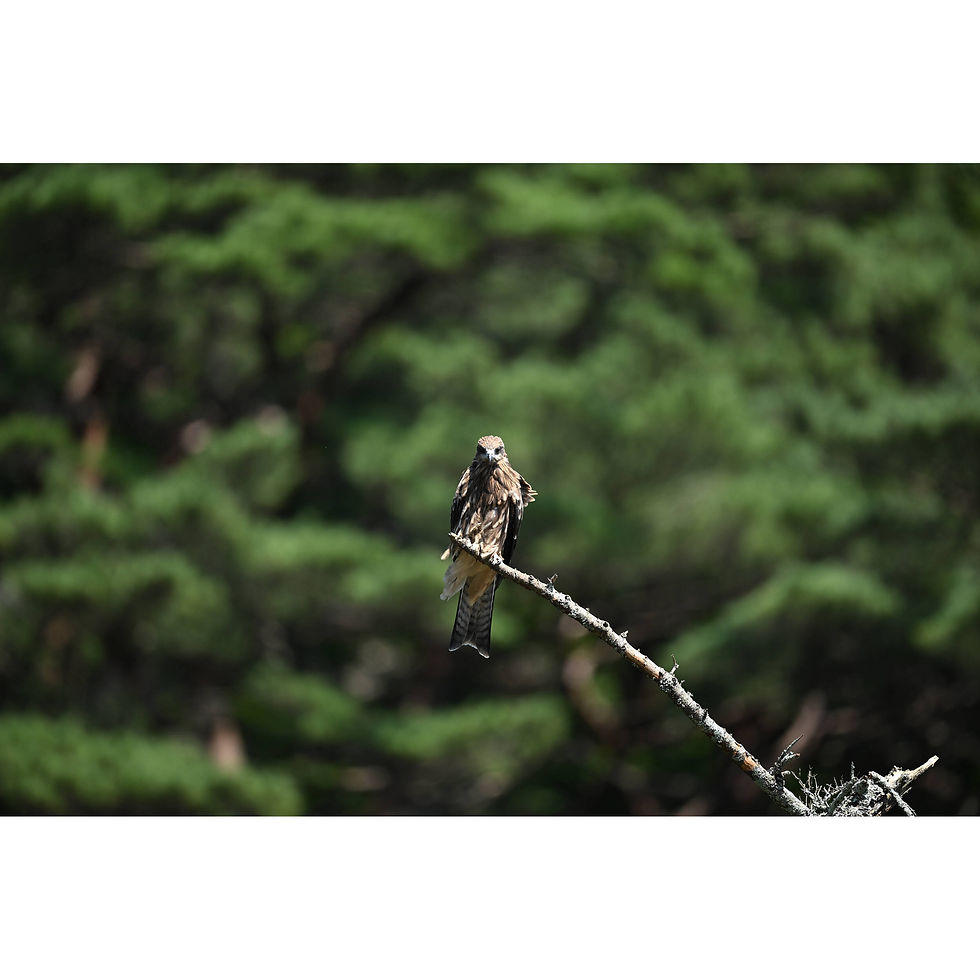 Thumbnail: Nikon NIKKOR Z 600mm f/4 TC VR S Lens