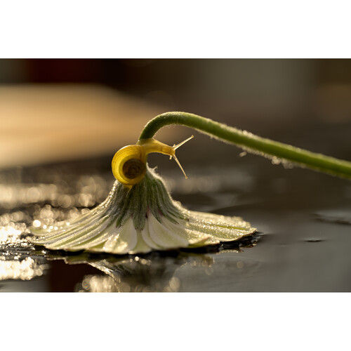 Thumbnail: Nikon NIKKOR Z MC 105mm f/2.8 VR S Micro Lens