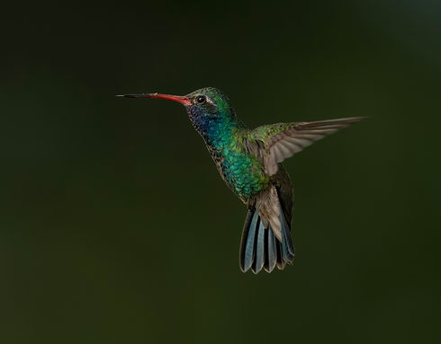 Feathered GemIPC.jpg