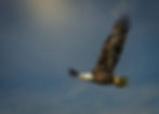 Thumbnail: Screaming Eagle