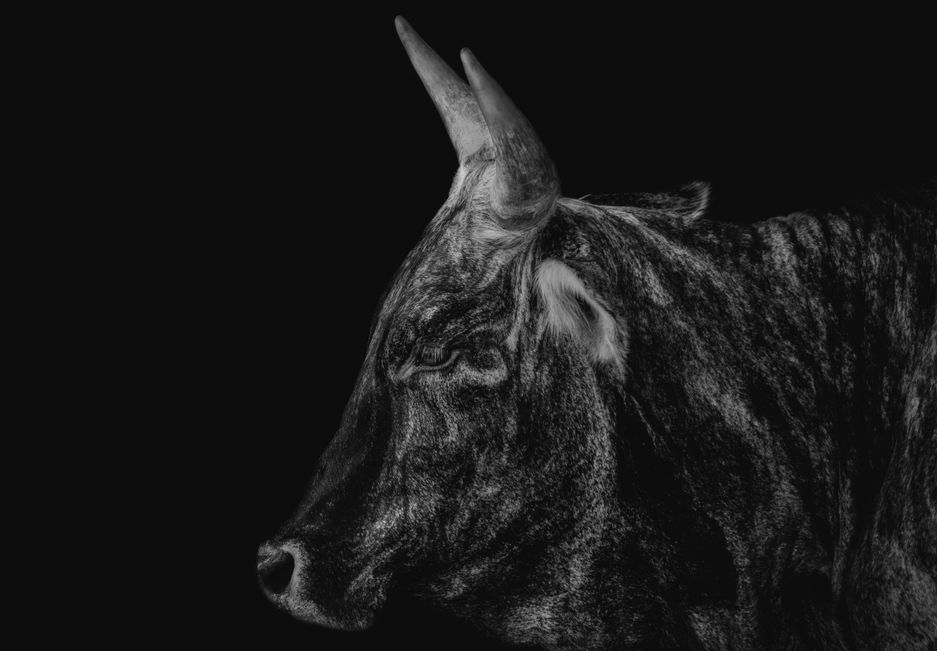 Strong like Bull by Paula Stanton