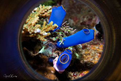 20190528_Anilao_17970-Edit.jpg