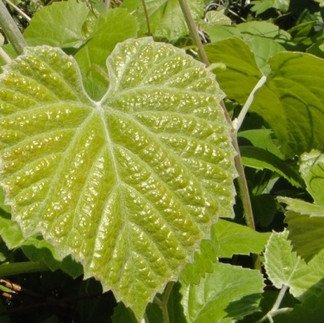 California Grape