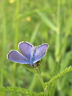 Photographie Gras und Blick auf den kleinen Schmetterling