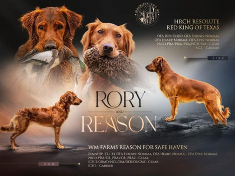 Litters on the Ground Program