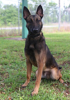Foundation Dogs