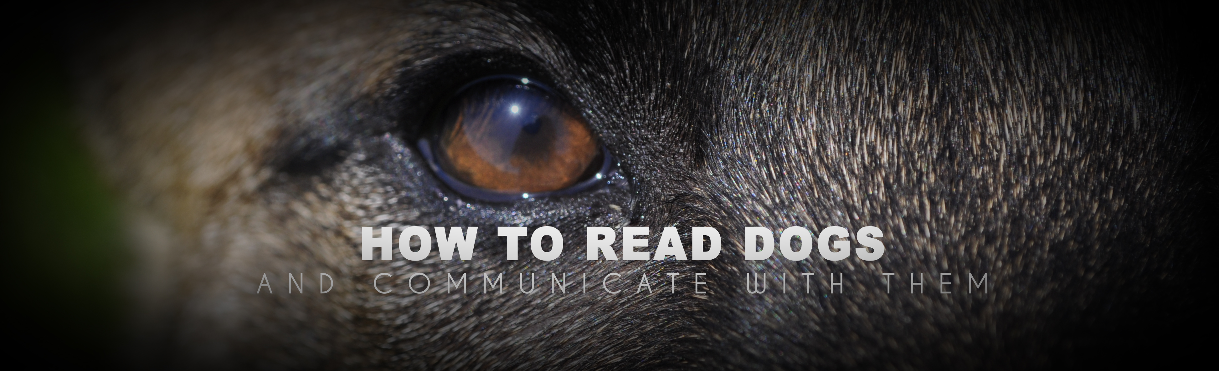 Top Tier K9 Dog Trainer School