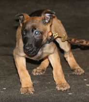 Top Tier K9 Master Trainer Program